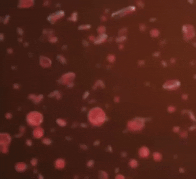 Зачем нашему организму нужно железо?